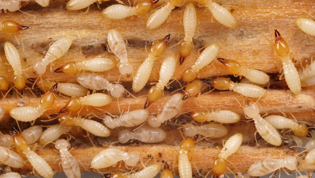 termite control mcallen tx