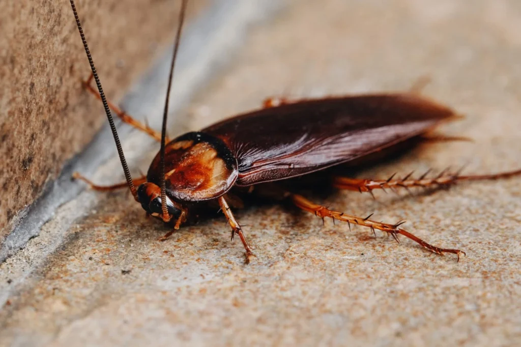 roach exterminator mcallen tx